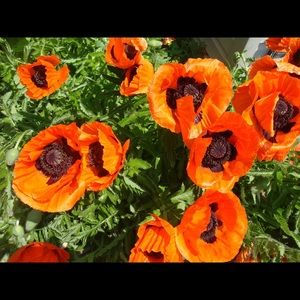 Meet your Posher, Kathleen